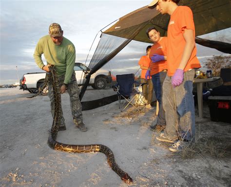 Invasive Pythons Threaten Florida Everglades Civic Us News