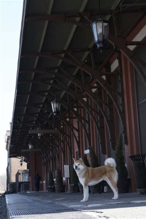 Watch hachi a dog's tale. Watch Hachi: A Dog's Tale on Netflix Today ...