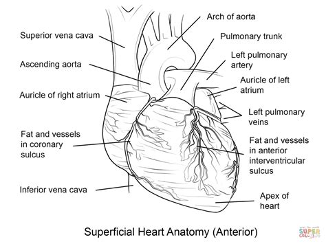 Human Heart Coloring Page Free Printable Coloring Page Coloring Home