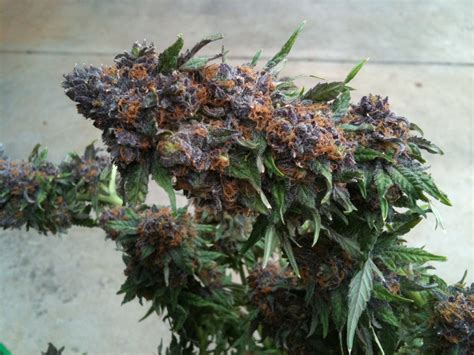 Purple Kush Strain Weed For Sale
