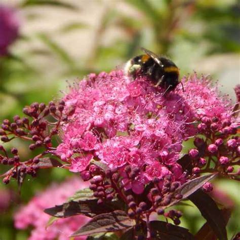 15 Flowering Shrubs For Bees