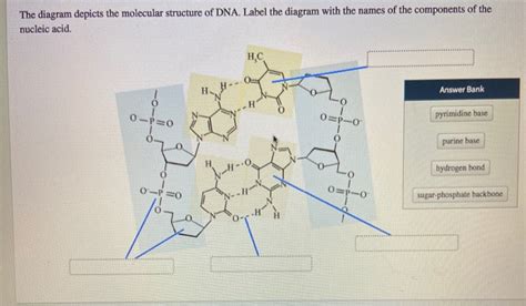 Dna differs from rna in the number of strands present, the base composition and the type of pentose. Solved: The Diagram Depicts The Molecular Structure Of DNA ...