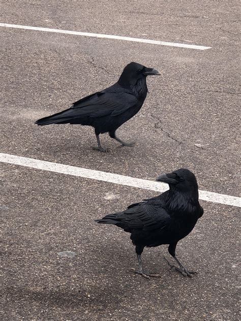 Beautiful Black Birds Crows Or Ravens Whatsthisbird