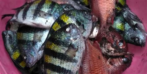 Maybe you would like to learn more about one of these? Air Laut Berubah Warna, Ikan-ikan Mati di Halmahera dan ...