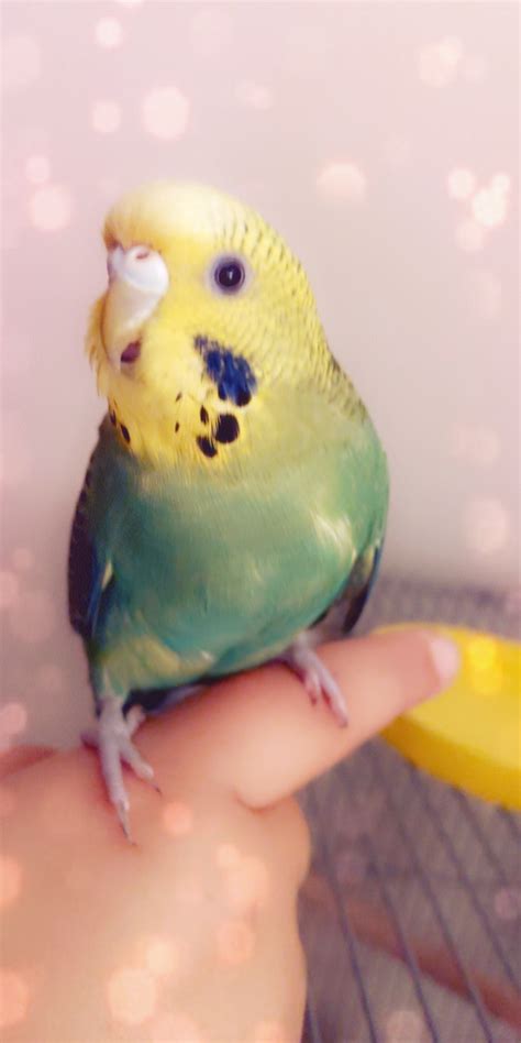 My Budgie It Looks Like Shes Smiling Reyebleach