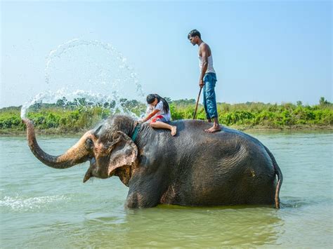 Elephants Spray Water Smithsonian Photo Contest Smithsonian Magazine
