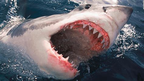 The Truth About The 9 Shark Attacks Known As Black December — The
