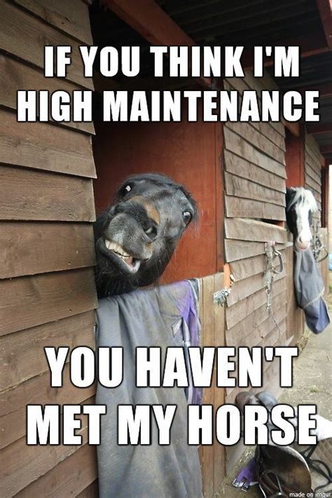 Pin By Alanna Ryan On Facts And Laughs Funny Horses Funny Horse Memes