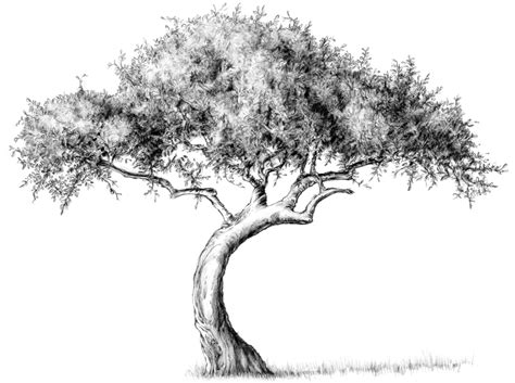Drawing Lesson Tree The Scribbles Institute
