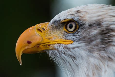 free images nature wing wildlife beak usa hawk feather fauna raptor majestic plumage