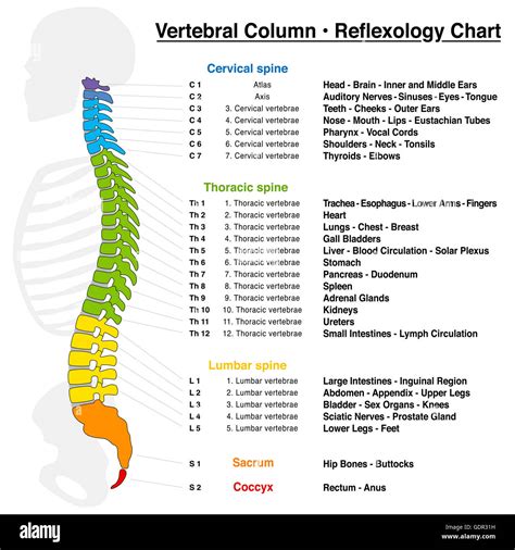 Vertebral Column Reflexology Chart With Accurate Description Of The