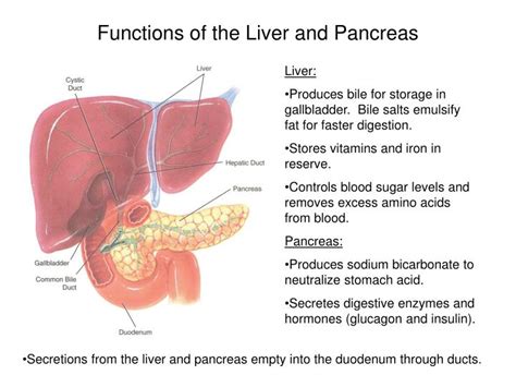 Ppt The Digestive System Powerpoint Presentation Id391031