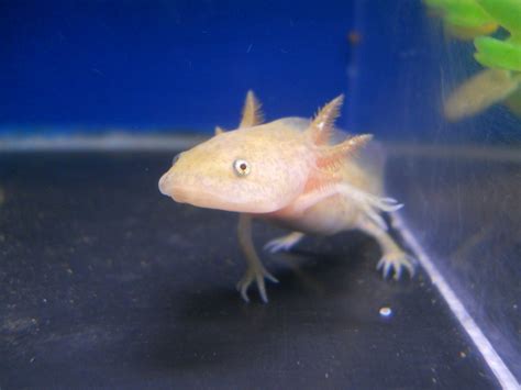 All About Axolotls Axolotl Colours