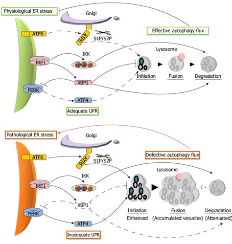 Proposed Models Of Autophagy Flux Regulation By The Unfolded Protein