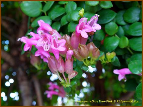 Flowers Around Us By Ridzwan Mn Aeschynanthus Thai Pink