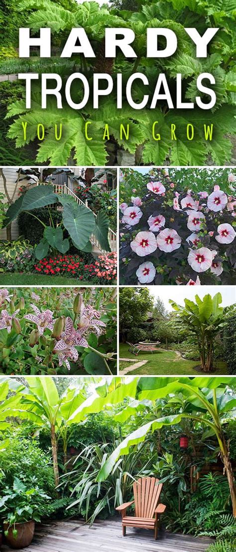 Hardy Tropical Plants You Can Grow The Garden Glove