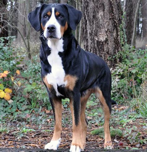 Great Swiss Mountain Dog Breed Photos Temperaments And Trivia About