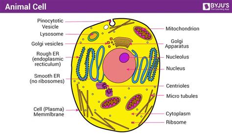 Humans, for example, also have hundreds of different cell animal cells also contain structures such as centrioles, lysosomes, cilia. Animal Cell Structure in 2021 | Animal cell structure ...