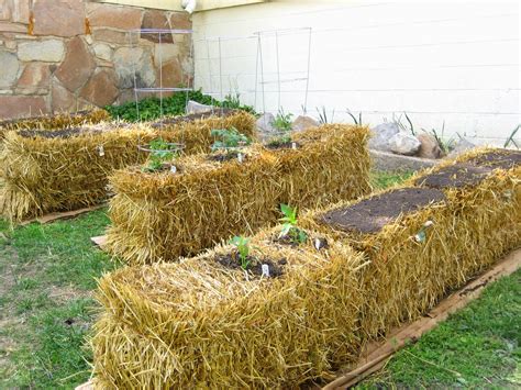 Growing The Seeds Of Love A Guide To Straw Bale Gardening