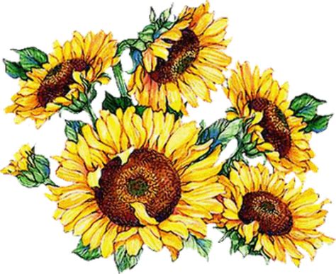 Clip Art Sunflower 20 Free Cliparts F13