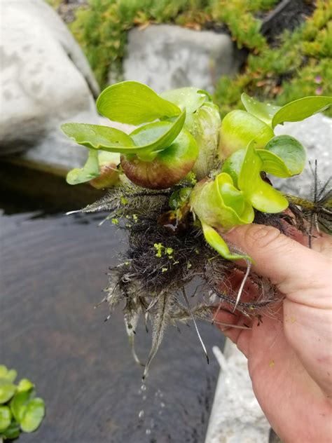 Beautiful Beginner Pond Plants The Water Hyacinth So