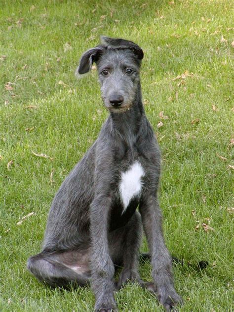 A watchful owner will quickly learn the puppy's signals for. Scottish Deerhound Info, Temperament, Puppies, Pictures