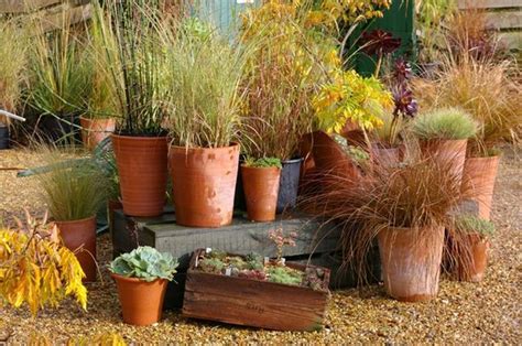 How To Grow Pampas Grass In Containers Hunker Growing Grass Grass