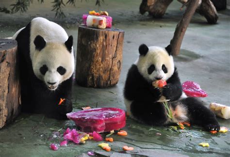 Thousands Celebrate Birthday Of First Taiwan Born Panda Cub