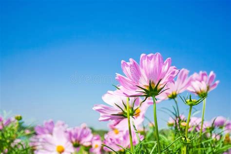 Vivid Pink Cosmos Flower With Clear Blue Sky Stock Photo Image Of