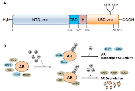 androgen receptor ar is regulated by e3 ubiquitin ligases a diagram download scientific