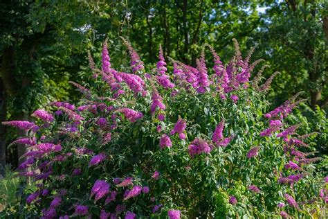 5 Tips On When And How To Prune Butterfly Bushes In Depth Guide