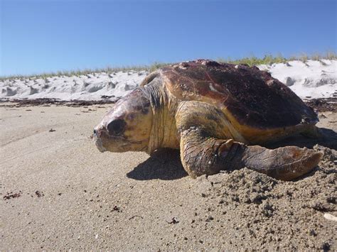 Loggerhead Sea Turtle Photo Courtesy Inwater Research Group Jensen