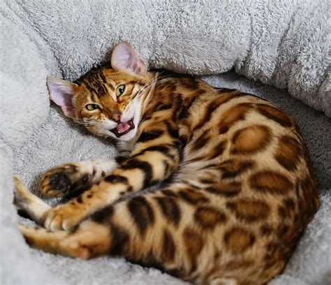 Meet The Bengal Cats And Kittens Of Ashmiyah Bengals Bengal Cats