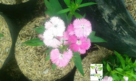 Jual Tanaman Dianthus Anyelir Mini Carnation Pink Di Lapak