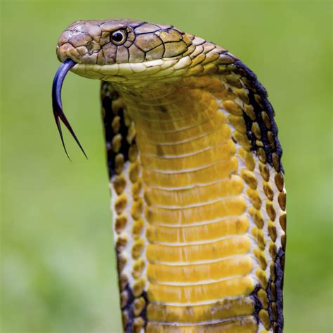 A Nesting King Cobra Wild Kingdom Animal Planet