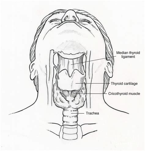 Illustration Of Throat Anatomy Photograph By Science Source Fine