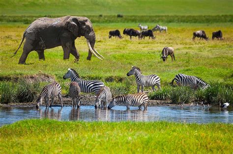 7 Days Classic Tanzania Wildlife Safari Tanzania Safaris