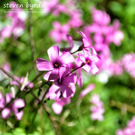 It has only 4 small thin petals and will only grow a few inches in height. Purple Blooms | Bloom, Purple, Little flowers