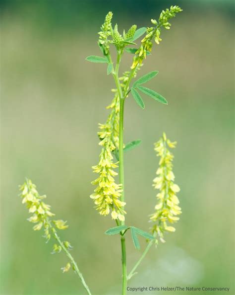 Melilotus Officinalis Sweet Clover Seeds Medicinal Seeds Greenhuiz