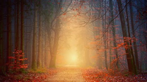 Download Wallpaper 3840x2160 Forest Fog Autumn Trees