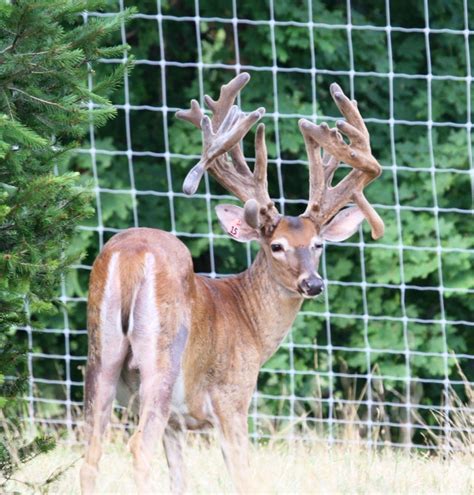 Whitetail Deer For Sale Buy Bred Does Open Does Breeder