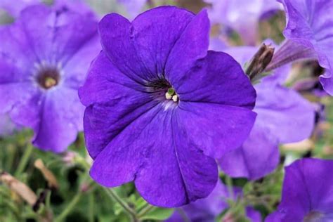 Their flowers are a purplish blue that's close to periwinkle in color, and they grow on top of the plant's often tall stems. 62 Purple Flower Types with Pictures | FlowerGlossary.com ...
