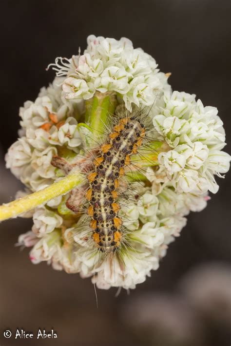 Salt Marsh Moth Estigmene Acrea Caterpillar Santa Barb Flickr