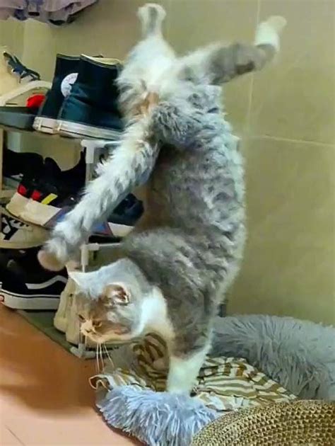 Cute Cat Does Perfect Walking Handstands Like A Gymnast Freethinking
