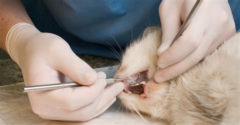 How To Treat Gingivitis In Cats Emergency Vet