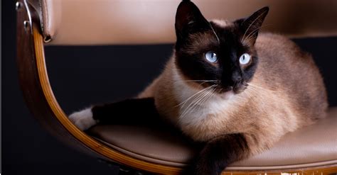 13 Hypoallergenic Cat Breeds A Z Animals
