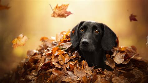 Czarny Pies W Jesiennych Liściach