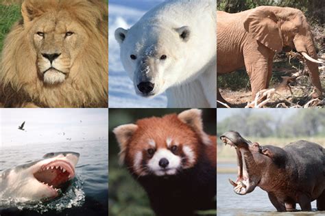 What Does The Term ‘endangered Species Really Mean Conserve