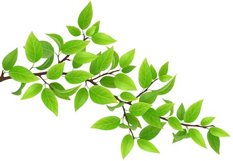 Branch Clipart Branch Transparent Free For Download On Webstockreview 2021