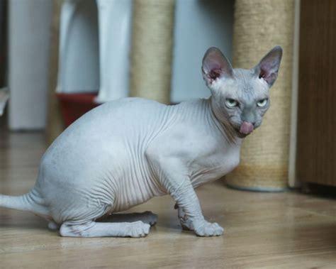 The xoloitzcuintle is a primitive dog, which dental issues: Gallery Talialida Sphynx Cattery